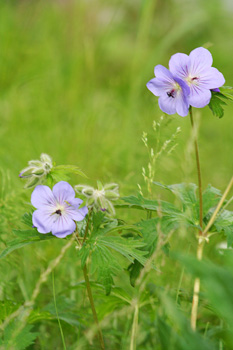 geraniums